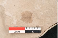 Foto (Detailansicht) von Salvinia mildeana Goeppert (NHMW-GEO-2024-0188-6398)
